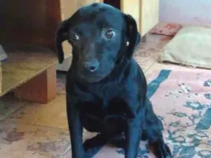 Cachorro raça SRD idade 4 anos nome Nina