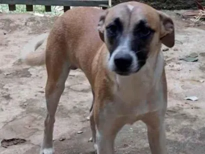 Cachorro raça SRD idade 2 anos nome Juca