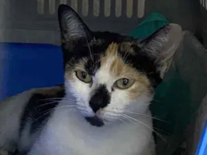 Gato raça Std idade 1 ano nome Pitchie