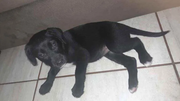 Cachorro ra a Borador ou Border Collie Lab idade 2 a 6 meses nome Skuby