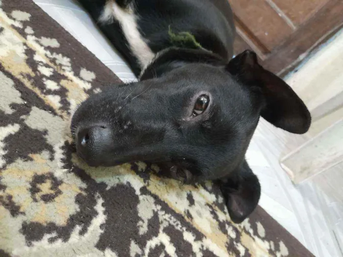 Cachorro raça Vira lata idade 7 a 11 meses nome Pretah
