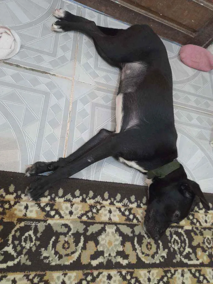 Cachorro raça Vira lata idade 7 a 11 meses nome Pretah
