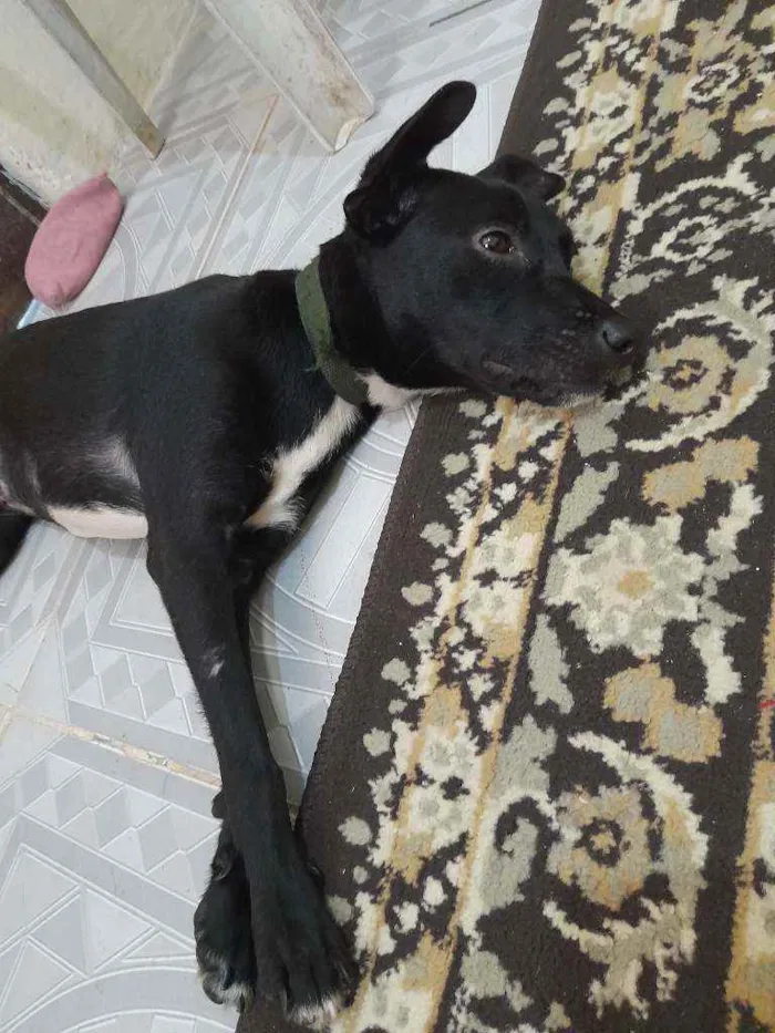 Cachorro raça Vira lata idade 7 a 11 meses nome Pretah