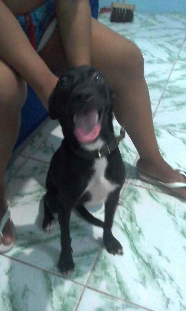 Cachorro raça Vira lata idade 7 a 11 meses nome Pretah