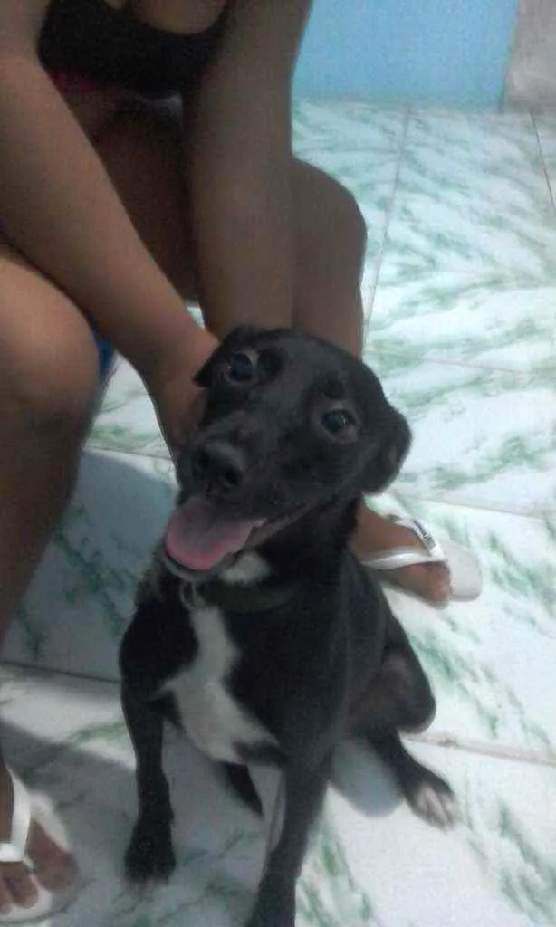 Cachorro raça Vira lata idade 7 a 11 meses nome Pretah