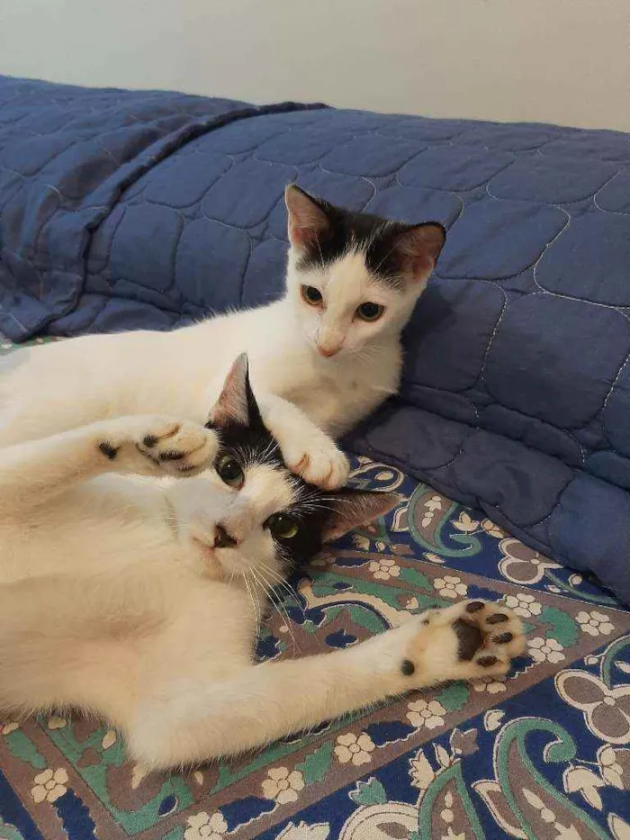 Gato raça srd idade 2 a 6 meses nome Yasmin