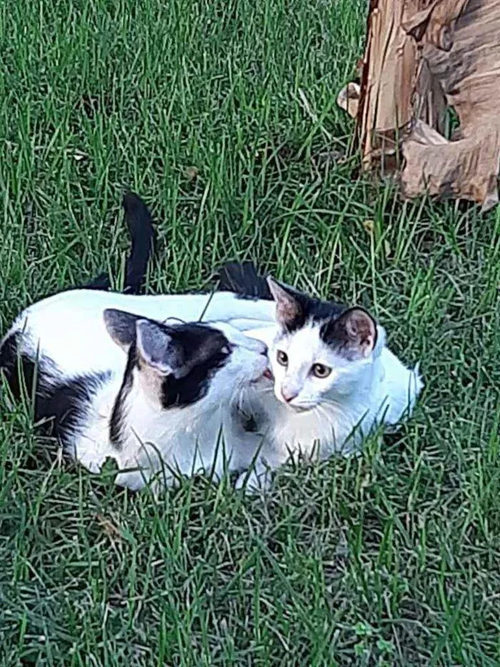 Gato raça srd idade 2 a 6 meses nome Yasmin