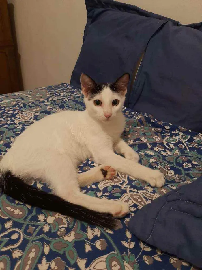 Gato raça srd idade 2 a 6 meses nome Yasmin