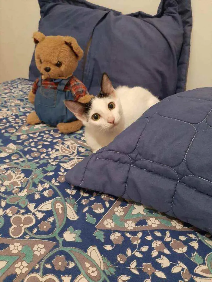 Gato raça srd idade 2 a 6 meses nome Yasmin