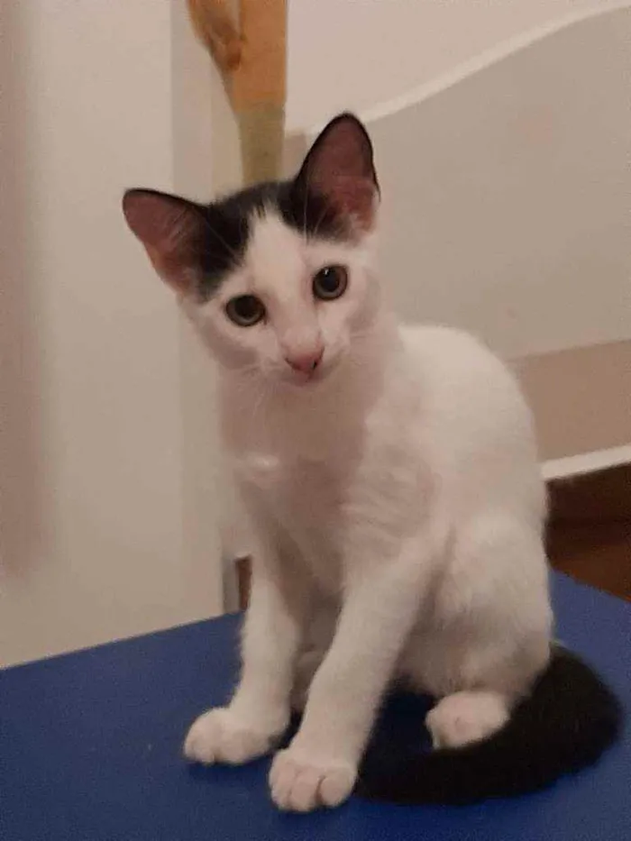 Gato raça srd idade 2 a 6 meses nome Yasmin
