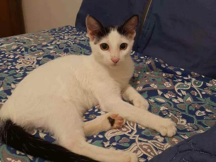 Gato raça srd idade 2 a 6 meses nome Yasmin