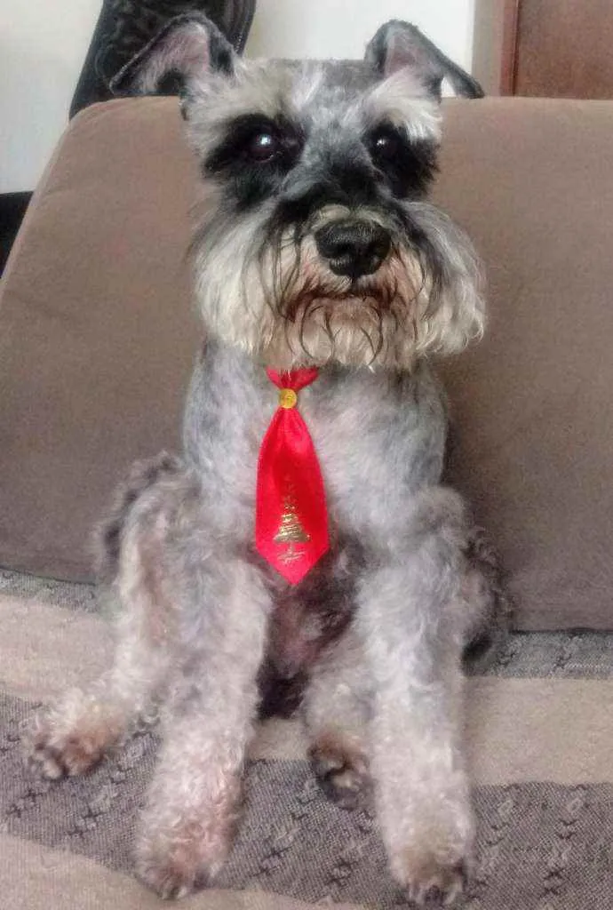 Cachorro raça Schinauzer mini idade 6 ou mais anos nome Toddy
