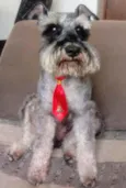 Toddy