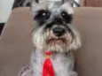 Toddy
