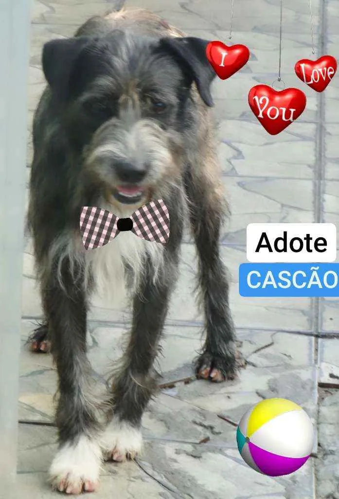 Cachorro ra a Srd idade 2 anos nome CASCÃO 
