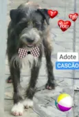 CASCÃO