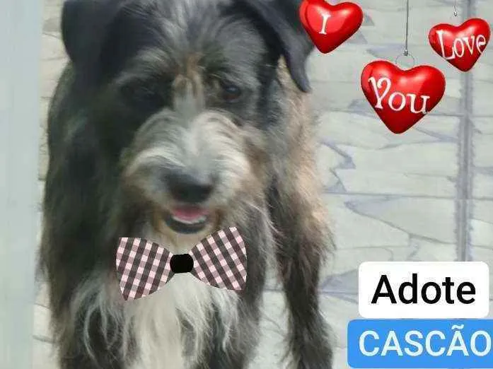 Cachorro ra a Srd idade 2 anos nome CASCÃO 