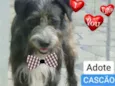 CASCÃO