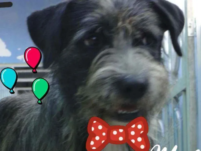 Cachorro ra a Srd idade 2 anos nome CASCÃO 