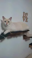 Mingal 