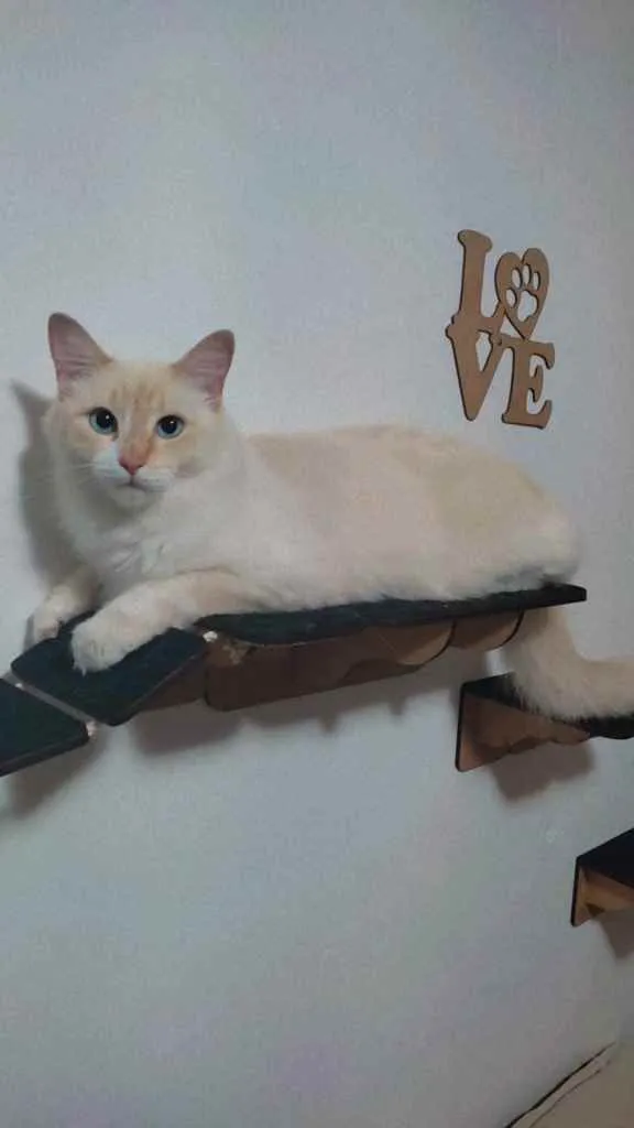 Gato ra a Sem raça  idade 3 anos nome Mingal 