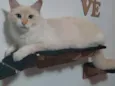 Mingal 