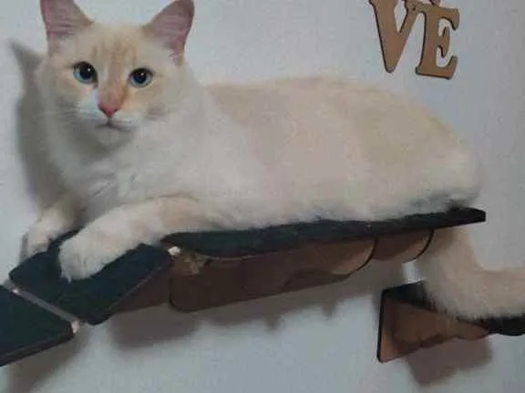 Gato ra a Sem raça  idade 3 anos nome Mingal 