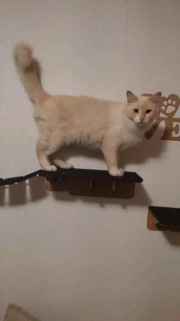 Gato ra a Sem raça  idade 3 anos nome Mingal 