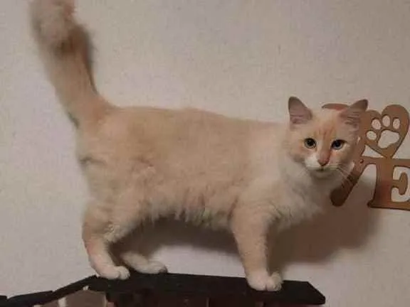 Gato ra a Sem raça  idade 3 anos nome Mingal 