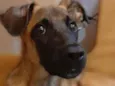 Scooby