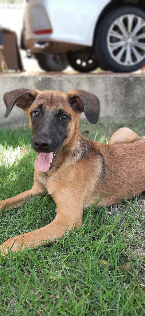 Cachorro raça SRD idade 2 a 6 meses nome Scooby 