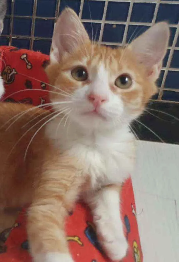 Gato ra a SRD idade 2 a 6 meses nome .