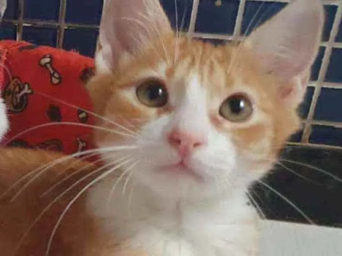 Gato ra a SRD idade 2 a 6 meses nome .