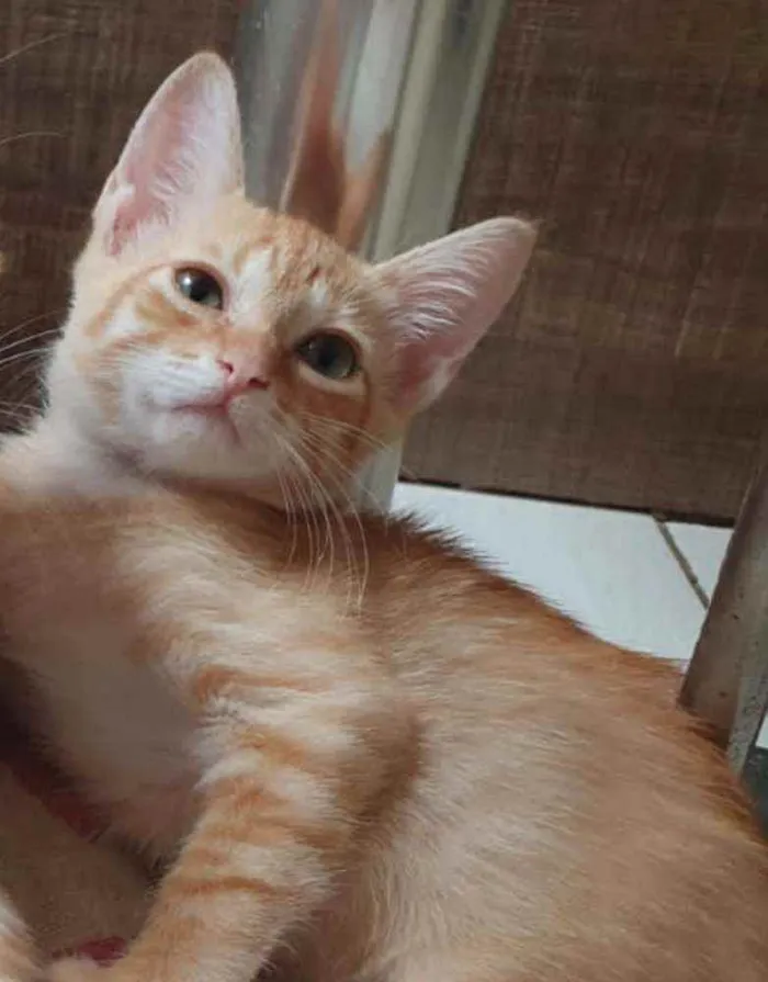 Gato ra a SRD idade Abaixo de 2 meses nome ............