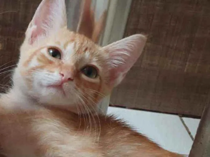Gato ra a SRD idade Abaixo de 2 meses nome ............