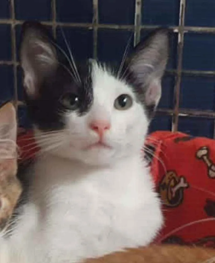 Gato ra a SRD idade 2 a 6 meses nome ...