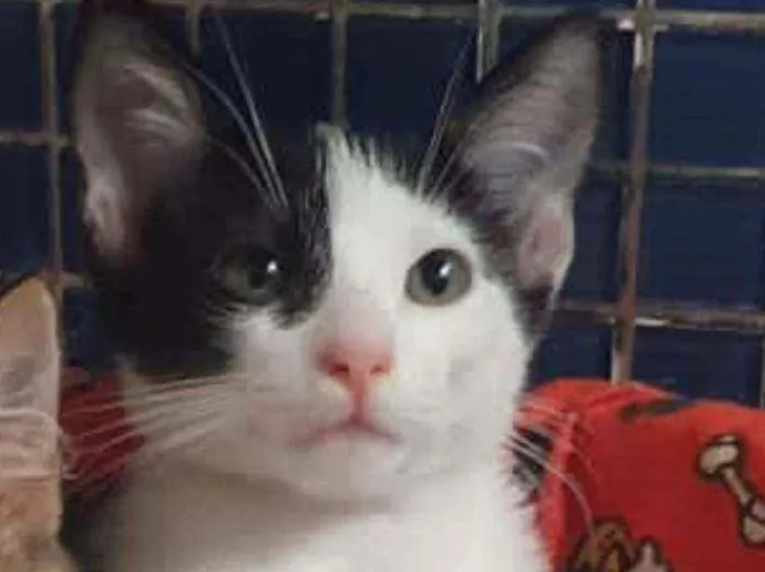 Gato ra a SRD idade 2 a 6 meses nome ...