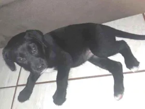 Cachorro raça Borador ou Border Collie Lab idade 2 a 6 meses nome Skuby
