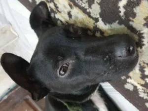 Cachorro raça Vira lata idade 7 a 11 meses nome Pretah