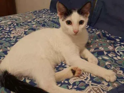 Gato raça srd idade 2 a 6 meses nome Yasmin
