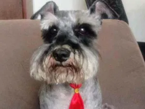 Cachorro raça Schinauzer mini idade 6 ou mais anos nome Toddy