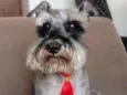Toddy