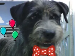 Cachorro raça Srd idade 2 anos nome CASCÃO 