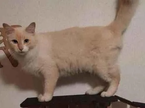 Gato ra a Sem raça  idade 3 anos nome Mingal 