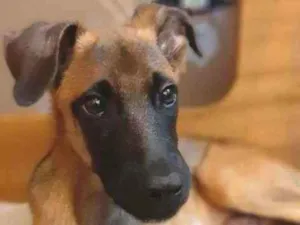 Cachorro raça SRD idade 2 a 6 meses nome Scooby 