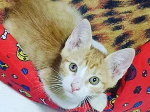Gato raça SRD idade 2 a 6 meses nome .........