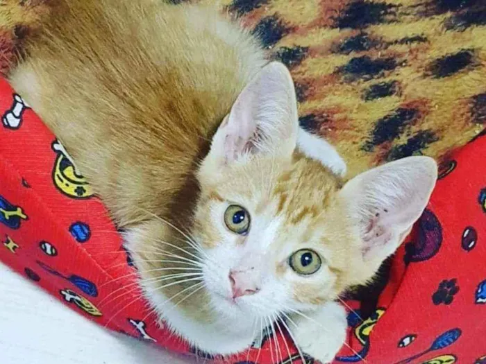 Gato ra a SRD idade 2 a 6 meses nome .........