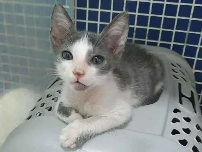 Gato ra a SRD idade 2 a 6 meses nome ...............