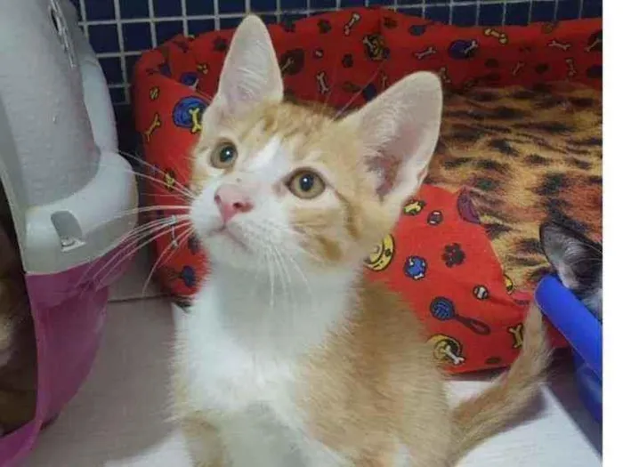 Gato ra a SRD idade 2 a 6 meses nome ,...................