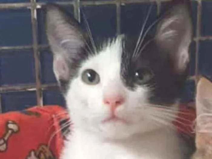 Gato ra a SRD idade 2 a 6 meses nome ...
